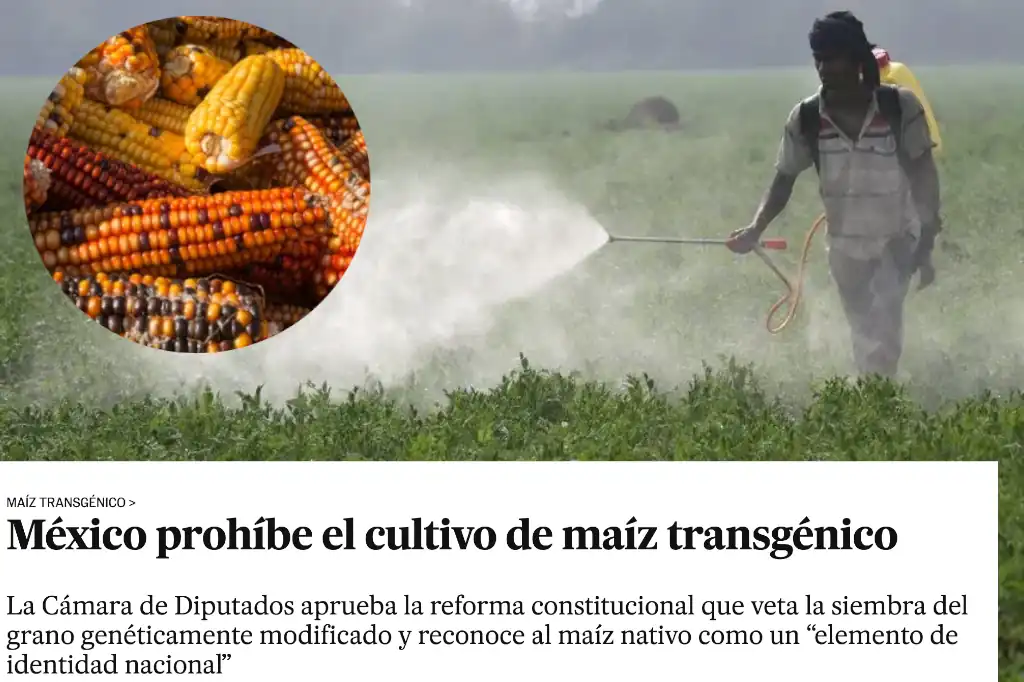 Greenpeace acusa, pero calla: el ambientalismo de consigna que invisibiliza los avances reales de la 4T contra los plaguicidas y transgénicos